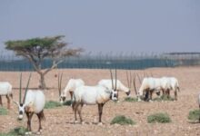 عمان