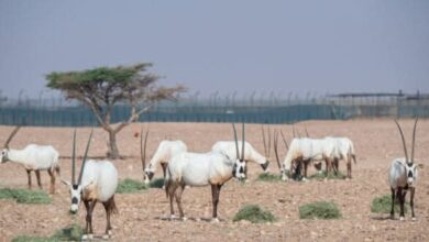 عمان