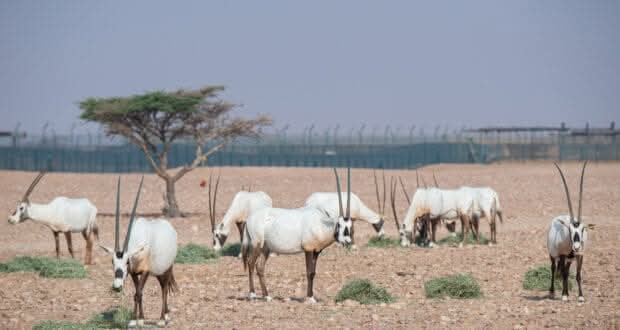 عمان